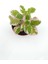 Plectranthus Forsteri Variegata 8.5 cm Saksı 1