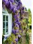 Wisteria Sinensis Kokulu Çin Morsalkım Mor Salkım Fidanı 20-40 cm 1