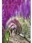 Wisteria Sinensis Kokulu Çin Morsalkım Mor Salkım Fidanı 20-40 cm 2
