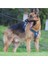 Sınır Ötesi Yeni Evcil Hayvan Tasması Yelek Tipi Büyük Köpek Göğüs Kemeri Yansıtıcı Patlamaya Dayanıklı Delme Köpek Tasma (Yurt Dışından) 5