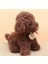 Sevimli Köpek Kaniş Toy Poodle Peluş Oyuncak 25 cm 200 Gram Puppy Gerçekçi Peluş Köpek 1
