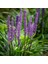 Çim Zambağı 'liriope Muscari' 3'lü Set 1
