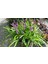 Çim Zambağı 'liriope Muscari' 3'lü Set 3