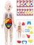 Insan Vücudu Anatomisi Organ Bulmaca Anatomi Bul Tak Yapboz Eğitici Oyuncak Oyun 20 cm 2