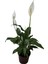 Spathiphyllum – Barış Çiçeği | Canlı Iç Mekan Bitkisi | Hava Temizleyici & Çiçekli Saksı Bitkisi 2