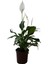 Spathiphyllum – Barış Çiçeği | Canlı Iç Mekan Bitkisi | Hava Temizleyici & Çiçekli Saksı Bitkisi 3