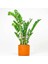 Zamia Bitkisi - Zamioculcas Ruby Terra Cotta Saksılı 80-100 cm 1