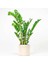 Zamia Bitkisi - Zamioculcas Ruby Beyaz Saksılı 80-100 cm 1