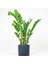 Zamia Bitkisi - Zamioculcas Ruby Antrasit Saksılı 80-100 cm 1