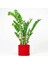 Zamia Bitkisi - Zamioculcas Ruby Kırmızı Saksılı 80-100 cm 1