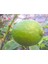 Limon Reçeli 400gr 5