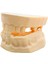 Silikon Çene Diş Dikiş Modeli Ortodontik Alt Üst Çene Periodontal Dikiş Eğitim Modeli-2 3