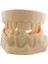 Silikon Çene Diş Dikiş Modeli Ortodontik Alt Üst Çene Periodontal Dikiş Eğitim Modeli-2 4