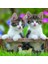- 3 x 49 Parça Puzzle Tiger Babies (80465) 3