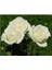 Saksılı Beyaz Gül Fidanı 10-20 cm 1
