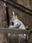 Biobait I-Tail 2’’ 50MM 08 White Silver 3
