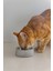 Dbl Kedi Mama Su Kabı, Paslanmaz Çelik, 12,5cm, 160ML Dpmah 3