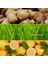 Ginger Shot Büyük Boy 72G 30 Porsiyon Zencefil, Limon, Buğday Çimi Suyu Tozu Dondurularak Kurutulmuş, Glutensiz, Vegan 2