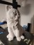 Kedi Heykeli Şekil Hq-Scan (Plastik Aparattır!!!) 4