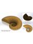 Nautilus Kabuğu Kalesi (Fabonacci/logaritmik Spiral) (Plastik Aparattır) 2