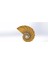 Nautilus Kabuğu Kalesi (Fabonacci/logaritmik Spiral) (Plastik Aparattır) 5