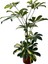 Canlı Şeflera (Schefflera) – Kolay Bakımlı Iç Mekan Bitkisi | Hava Temizleyici Saksılı Çiçek|dekoratif Salon Bitkileri|ofis Bitkileri|47-57 cm 1