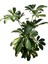 Canlı Şeflera (Schefflera) – Kolay Bakımlı Iç Mekan Bitkisi | Hava Temizleyici Saksılı Çiçek|dekoratif Salon Bitkileri|ofis Bitkileri|47-57 cm 2