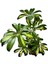 Canlı Şeflera (Schefflera) – Kolay Bakımlı Iç Mekan Bitkisi | Hava Temizleyici Saksılı Çiçek|dekoratif Salon Bitkileri|ofis Bitkileri|47-57 cm 4