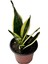Canlı Paşa Kılıcı (Sansevieria) – Hava Temizleyen Kolay Bakımlı Bitki | Saksılı, Iç Mekan Çiçeği|ev,ofis,ssalonbitkileri|24-30 cm 1