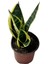 Canlı Paşa Kılıcı (Sansevieria) – Hava Temizleyen Kolay Bakımlı Bitki | Saksılı, Iç Mekan Çiçeği|ev,ofis,ssalonbitkileri|24-30 cm 2