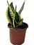 Canlı Paşa Kılıcı (Sansevieria) – Hava Temizleyen Kolay Bakımlı Bitki | Saksılı, Iç Mekan Çiçeği|ev,ofis,ssalonbitkileri|24-30 cm 3