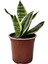 Canlı Paşa Kılıcı (Sansevieria) – Hava Temizleyen Kolay Bakımlı Bitki | Saksılı, Iç Mekan Çiçeği|ev,ofis,ssalonbitkileri|24-30 cm 4