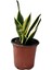 Canlı Paşa Kılıcı (Sansevieria) – Hava Temizleyen Kolay Bakımlı Bitki | Saksılı, Iç Mekan Çiçeği|ev,ofis,ssalonbitkileri|24-30 cm 5