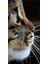 Kedi Bakisi 40 x 60 Elmas Mozaik Tablo 1