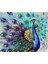 Ihtişamlı Tüyleriyle Tavus Kuşu Pixart Sanat Elmas Mozaik Tablo Diamond Türkiye 77*65 1