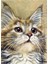 Yavru Kedi Pixart Sanat Elmas Mozik Tablo Daimond Türkiye 38*53 1