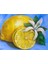 Limon ve Çiçeği Pixart Sanat Elmas Mozaik Tablo Diamond Türkiye 53*41 1