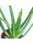 Aloe Vera Bitkisi 10'lu Ekonomik Paket 2