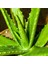 Aloe Vera Bitkisi 10'lu Ekonomik Paket 3