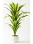 Yapay Dracaena Fragrans Ağacı 100 cm Beyaz Küre Saksı 1