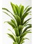 Yapay Dracaena Fragrans Ağacı 100 cm Beyaz Küre Saksı 2