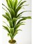 Yapay Dracaena Fragrans Ağacı 100 cm Beyaz Küre Saksı 3