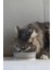 Dbl Kedi Mama Su Kabı, Seramik, Mat Gri, 12CM, 300ML Dpmah 2