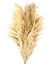 Pampas Yapay Çiçek - Bej - 90X20 cm 3