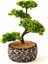 Dekoratif Saksılı Bonsai Meri Yapay Çiçek - Siyah / Yeşil - 20X20X36 cm 1