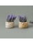 Çuval Saksıda Kır Lavantası - - 13X9X9 cm 2