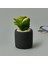 Mini Pot Sukulent - Siyah - 8X6X6 cm 2