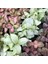 Hostes Çiçeği - Hypoestes Phyllostachya 3’lü Set 2