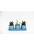 Trio Mavi Adler Sukulent Seti - Haworthia Limifolia, Crassula Per 3