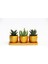 Trio Orange Hediyelik Sukulent Seti - Haworthia, Huernia 1